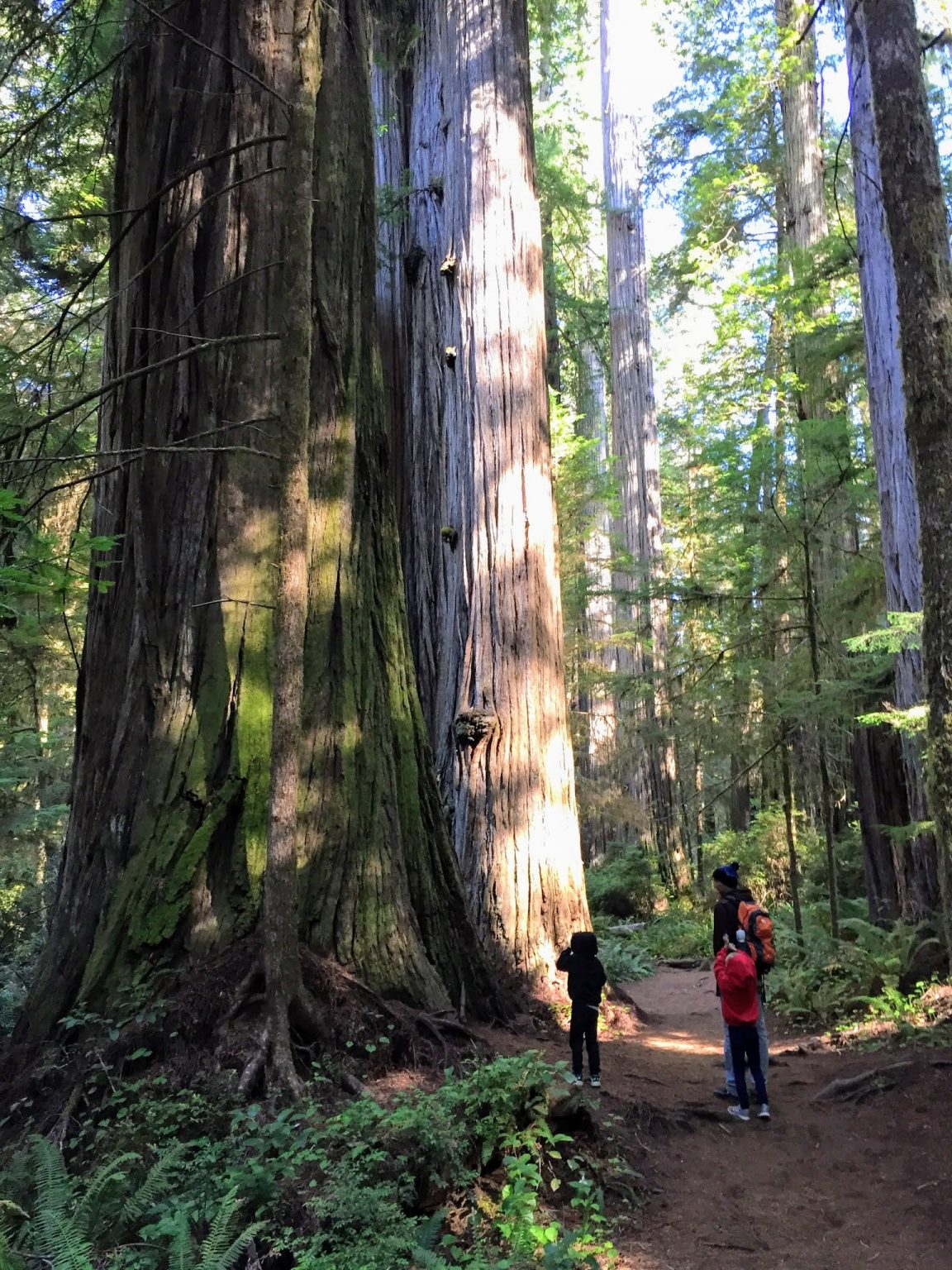 photo of us in the redwoods